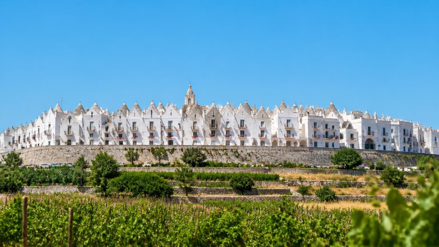 Locorotondo seen from the vineyards below: a ridge of white houses with pitched cummerse roofs above dry stone terraces